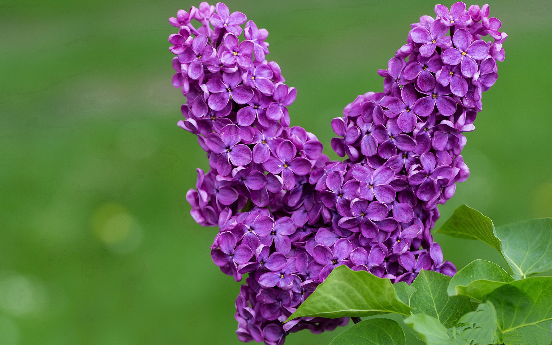 xingkong sports-埃弗顿主场战斯旺西，要塞蓝军守住荣誉，埃弗顿队