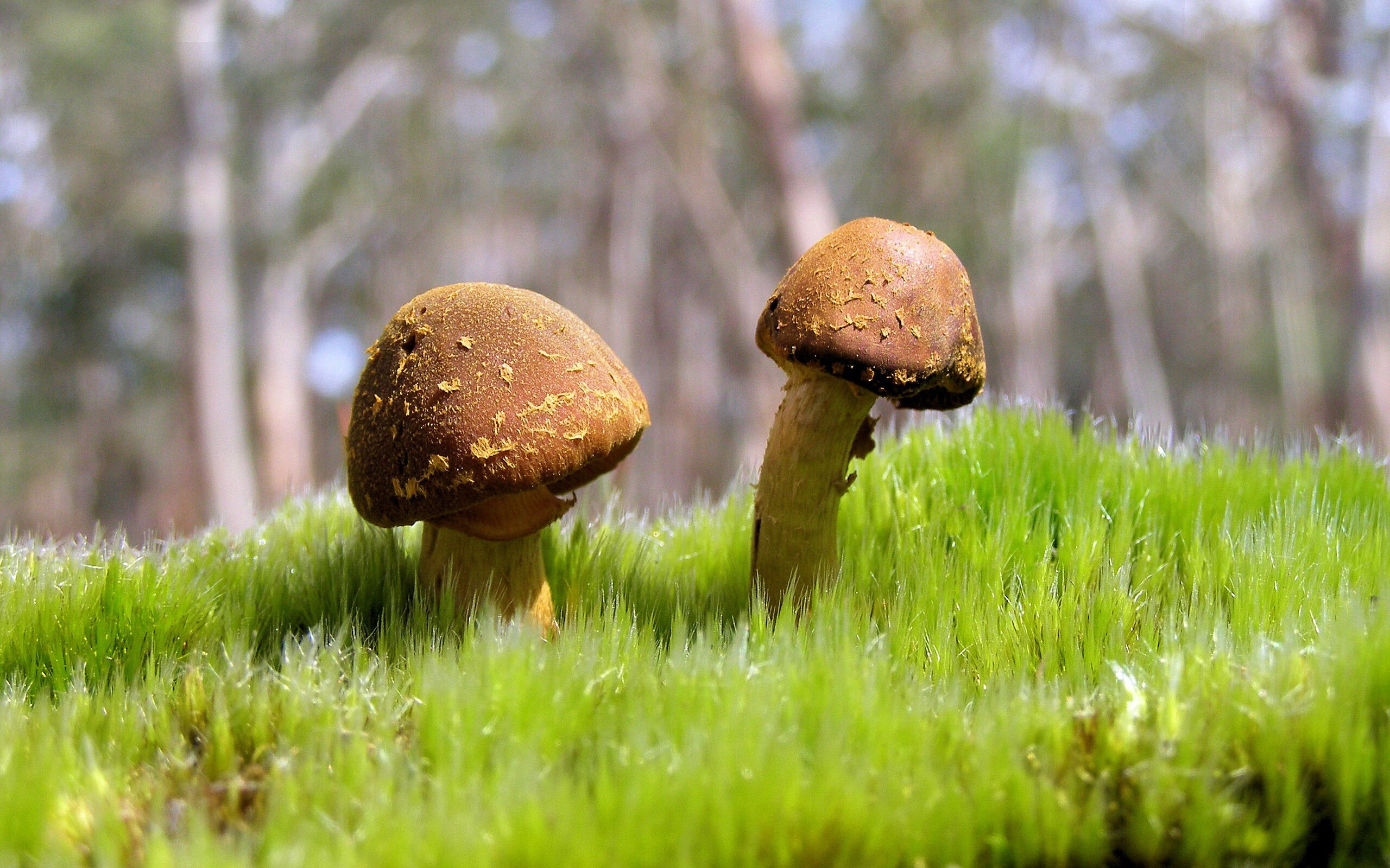 星空体育网站安全-塞内加尔男足在巴黎奥运会比赛中以2-1战胜葡萄牙，塞内加尔男篮