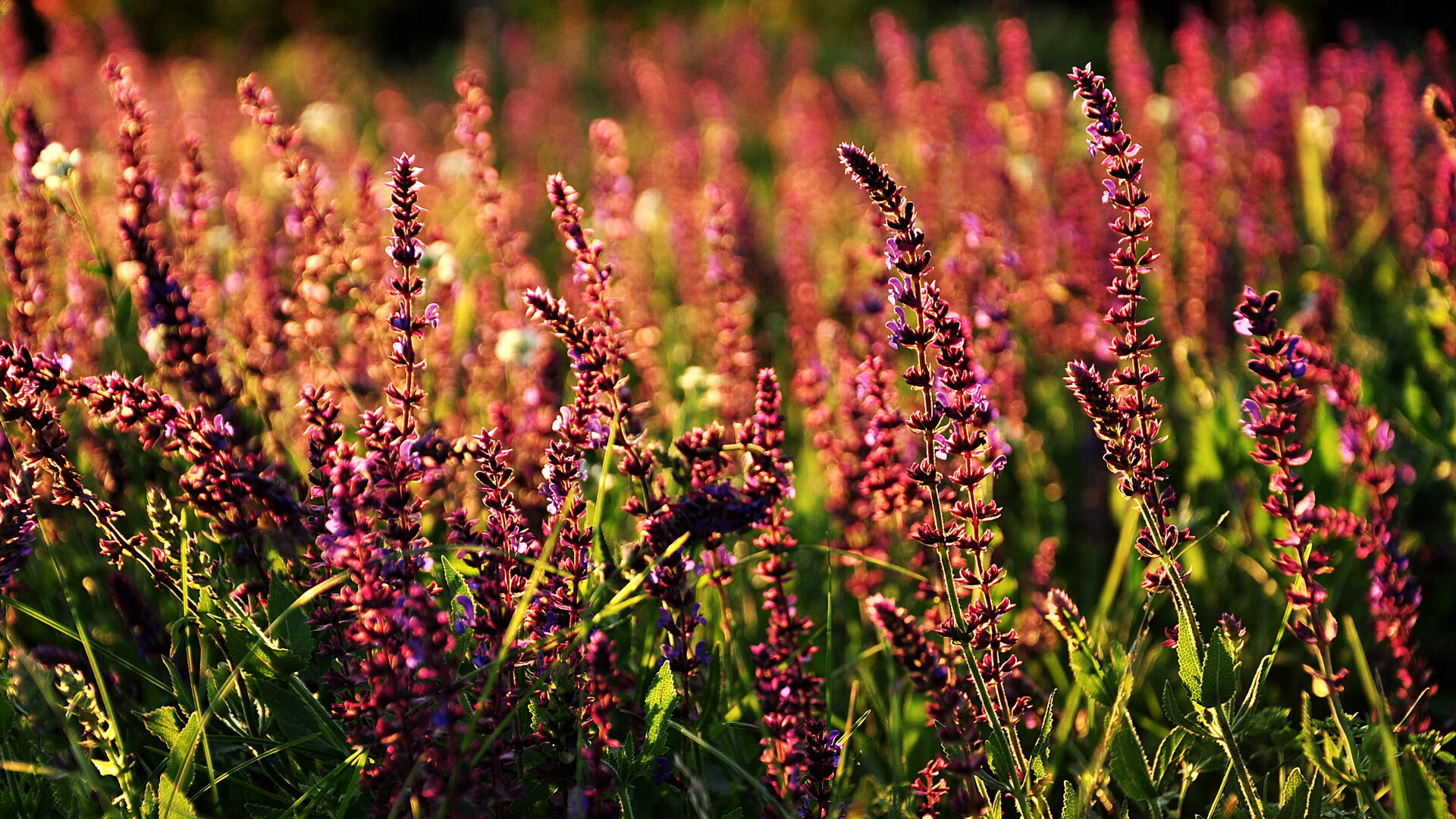 星空体育官网-国际足坛新星崭露头角,成为众多球队争夺的焦点,国际足坛新闻